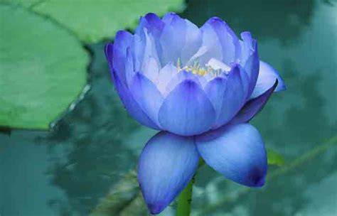 What Is Blue Lotus Flower Benefits And How To Use