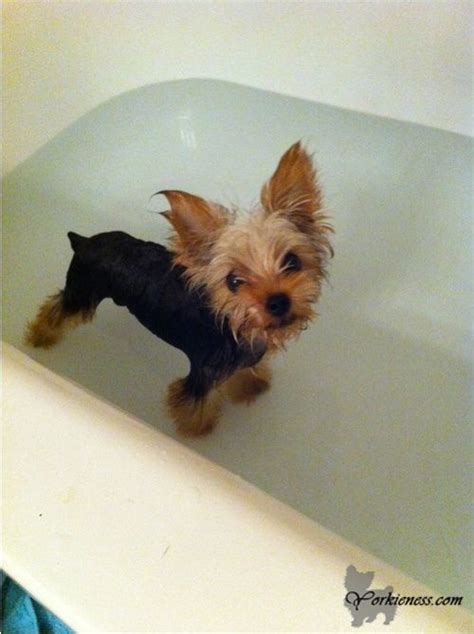 Where should i bathe my puppy? How often can I bathe my Yorkie? Yorkie in Bathtub What ...