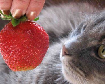 Can cats eat strawberries? is a common question for pet parents who notice their cat's curiosity of the delectable fruit. Sand Cats! - Land of Cats