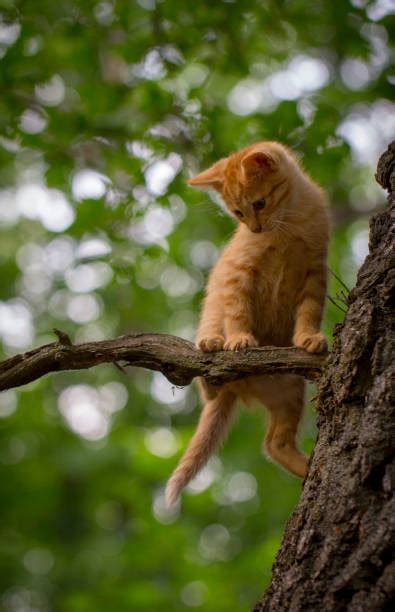 Cat Hanging From Tree Stock Photos Pictures And Royalty Free Images Istock