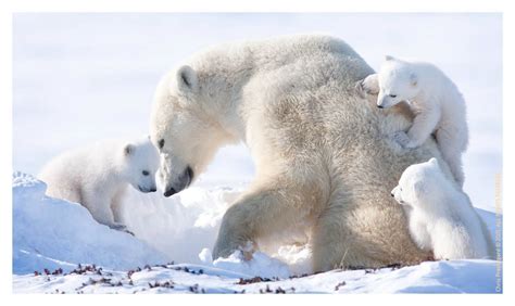 Download Polar Bear Wallpaper