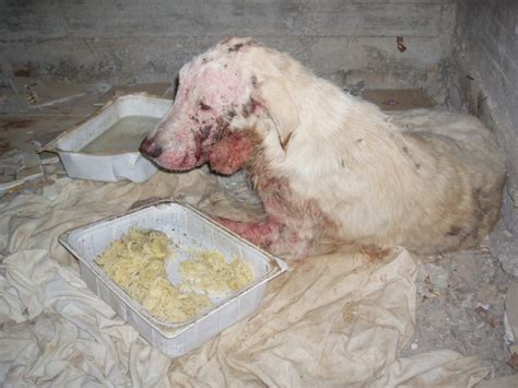 Check spelling or type a new query. L'OIPA FOGGIA SEMPRE IN PRIMA LINEA PER IL SALVATAGGIO ...