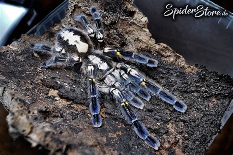 Nothing else matters official music video from the album metallica director: Poecilotheria metallica, Tarantulas, Vogelspinnen | Spinne ...