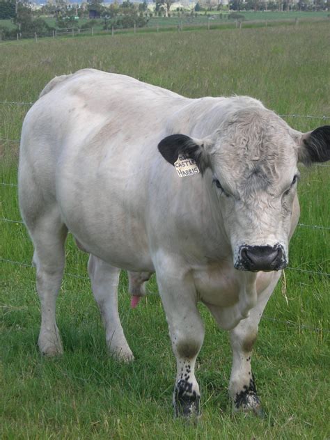 A White Cow Standing On Top Of A Lush Green Field Next To A Barbed Wire
