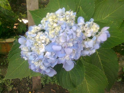 Maybe you would like to learn more about one of these? mulakan dengan bismillah.....: ungu violet