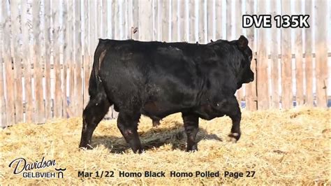 Davidson Gelbvieh Bull Lot Dve 135k Sells Friday March 3 2023 Youtube
