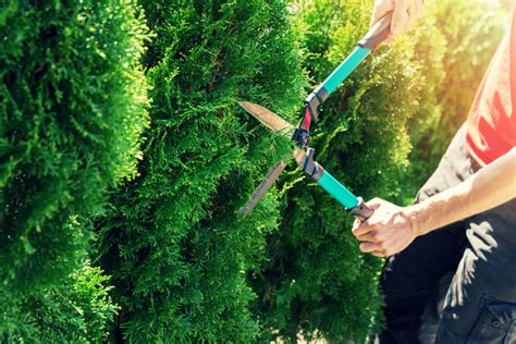 Thuja schneiden koniferen hecken richtig schneiden anleitung. Hyazinthe schneiden » Wann ist das sinnvoll?