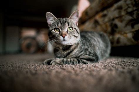 There are numerous commercial products on the market, like nature's miracle that can help you treat pet urine. 8 Simple Ways To Get Cat Hair Out Of Your Carpet - Tuxedo Cat