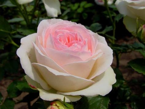 Rosa Eden Rose 85 Meiviolin
