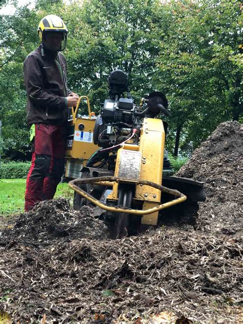 Ihr profi für gestaltung und pflege. Baumpflegearbeiten und Seilklettertechnik - Garten- und ...