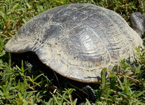 Elegans to compete with t. Yellow-Bellied Slider - Photo by Alan Wiltsie | Yellow ...