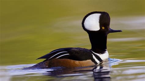 Hooded Merganser Bing Wallpaper Download