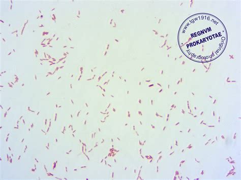 May 27, 2021 · ワクチン接種者の母乳中の抗体 3ヶ月前; ABIS Encyclopedia