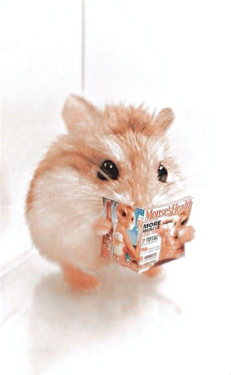 Hamster 💛 Cute Hamsters Cute Animals Cute Wild Animals