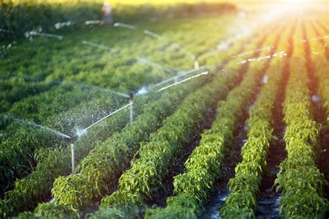 Build The Ideal Irrigation System To Ensure Proper Watering For Crops