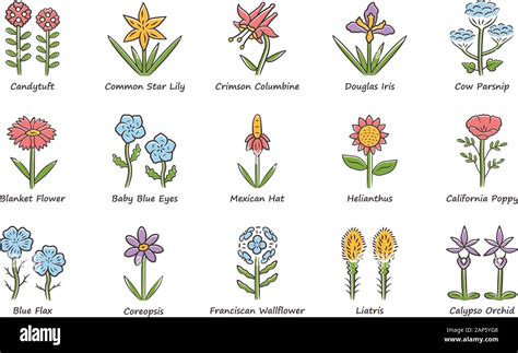 Wild Flowers Color Icons Set Spring Blossom California Wildflowers