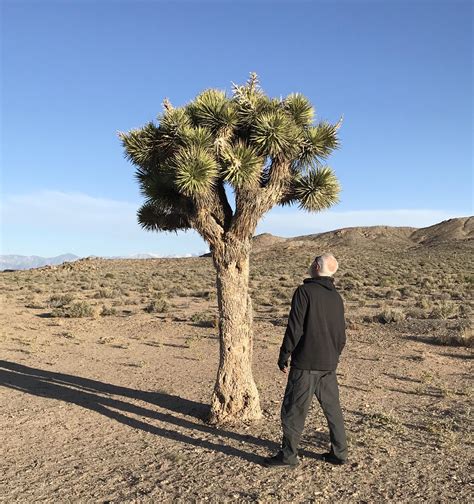 Joshua Trees Have Always Reminded Me Of Dr Seuss Trees Given The Size