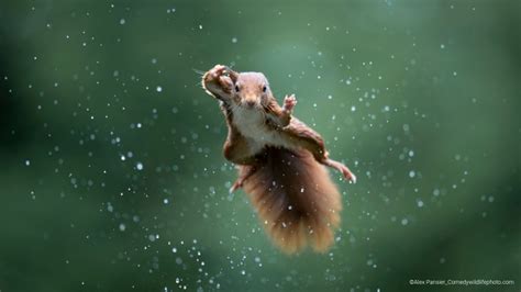 Comedy Wildlife Photography Awards 2022 Finalists Discover Wildlife