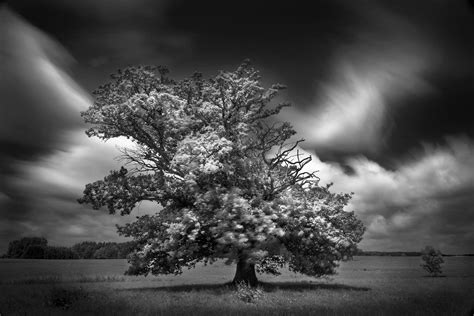 Nature Tree 1080p Black And White Oak Tree Lonely Tree Oak Trees