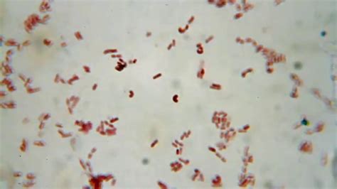 Bacillus Bacteria Under Microscope