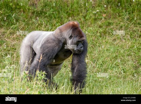 High resolution photo in best quality Stock Photo - Alamy