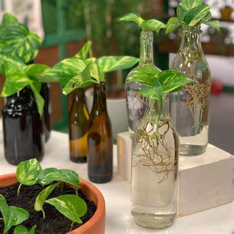 10 Houseplants You Can Easily Grow In Water Plant In Glass Plants In