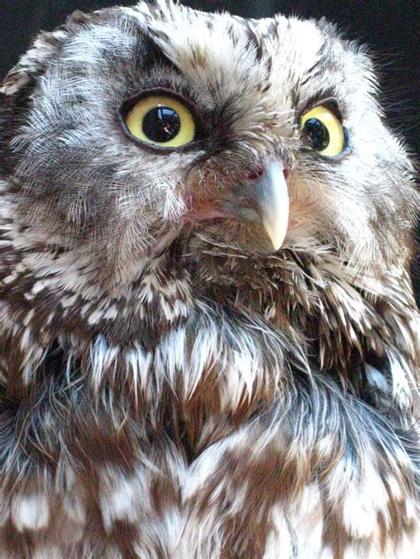 Oh Majestic Owl Smithsonian Photo Contest Smithsonian Magazine