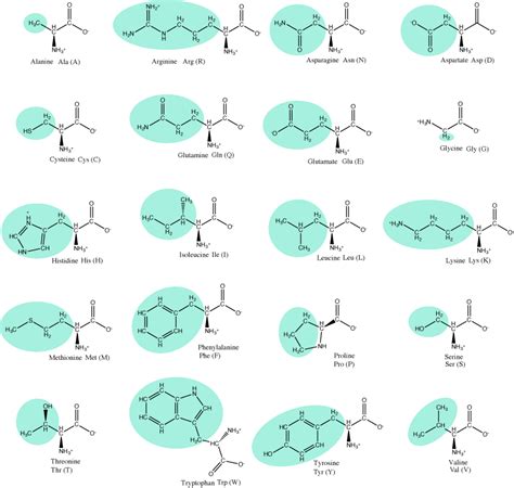 Amino Acids Biology Libretexts