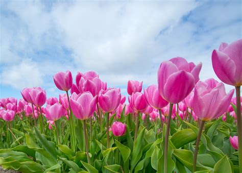 Pink Tulips · Free Stock Photo
