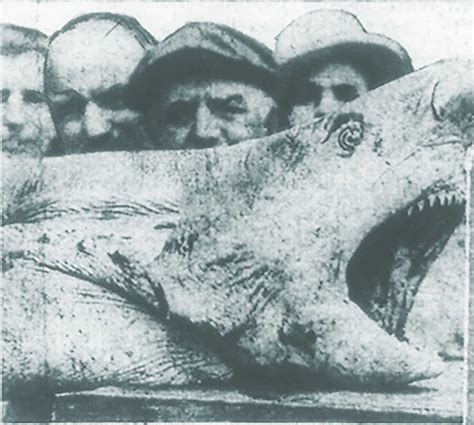 Shark Attacks Of 1916