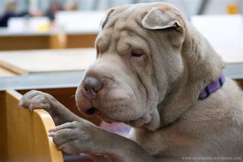 Chinese Shar Pei Breed Information Pictures And More