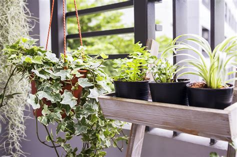 20 Gorgeous Indoor Shade House Plants Full And Partial Shade