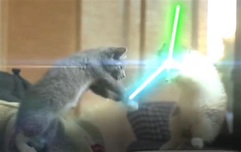May The Force Be With You Kittens Cutest Star Wars Movie Animals
