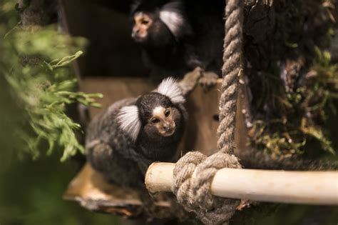 „Ogmios miestas" duris atvėrė pirmasis Vilniuje zoologijos ...