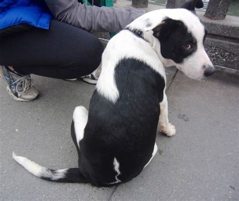 Black and white tri colored border collie dencklau farms captain. Dog of the Day: Mookie the Magical Pit Bull/Border Collie ...