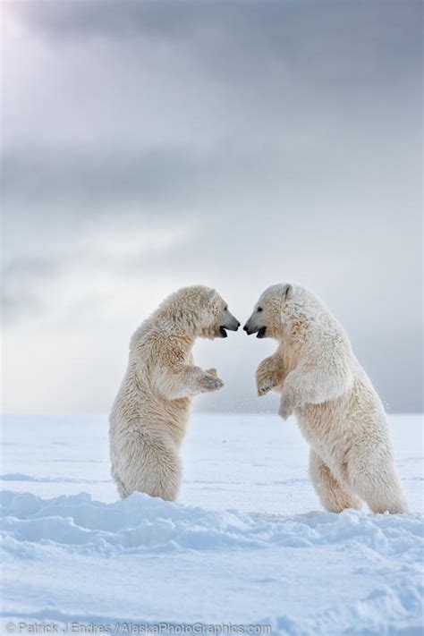 Playful Alaska Polar Bears Alaskaphotographics