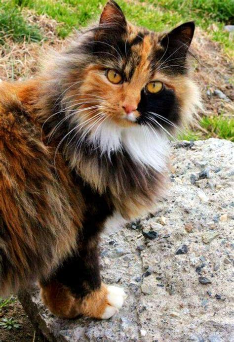 Female Calico Norwegian Forest Cat Hannah Thoma S Coloring Pages