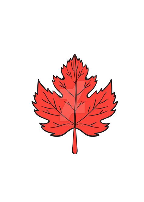 Maple Leaf Drawing By Apatrimonio On Deviantart