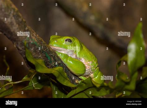 Closeup Of Mexican Dumpy Frog Stock Photo Alamy