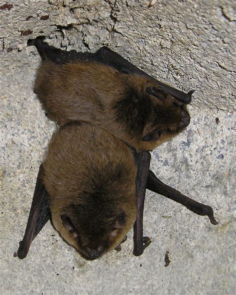 Sidco fledermauskasten fledermaus haus nistkasten brutkasten fledermausnistkasten. Fledermaus im Wohnzimmer - was nun? - NABU Regionalstelle ...