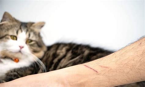 Why Do Cat Scratches Itch 4 Ways To Treat It