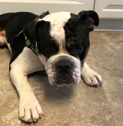 Help keep this page updated: Indiana Bulldog Rescue | Jack2_5