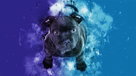 2048x1152 Dog Wallpapers Top Free 2048x1152 Dog Backgrounds