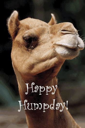 happy hump day pictures   images  facebook tumblr pinterest  twitter