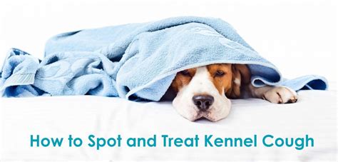 How To Spot And Treat Kennel Cough Allivet Pet Care Blog