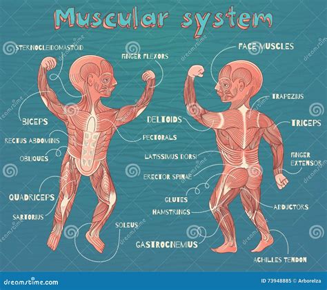 Muscles Labeled For Kids