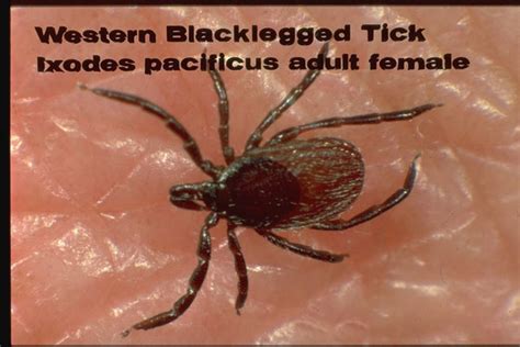 Western Blacklegged Tick