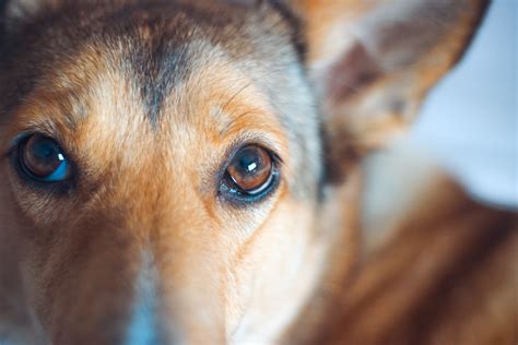 Free Images Brown Red Eye Dog Breed Canidae Nose Snout Close