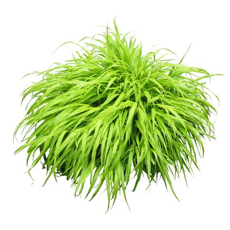 Download Bush Plant Png Image HQ PNG Image | FreePNGImg png image