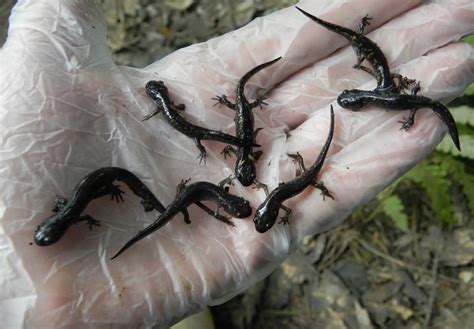 Spotted Salamander Reproduction